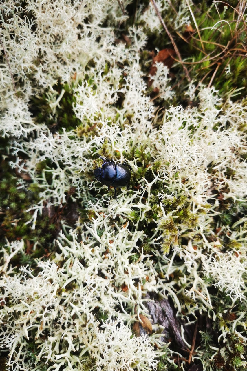 Gros plan sur un scarabée dans la forêt de brocéliande