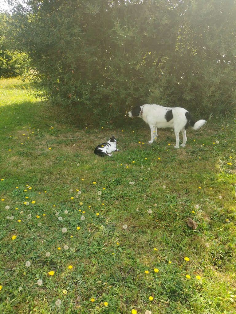 Soopy et Mouche dans le jardin