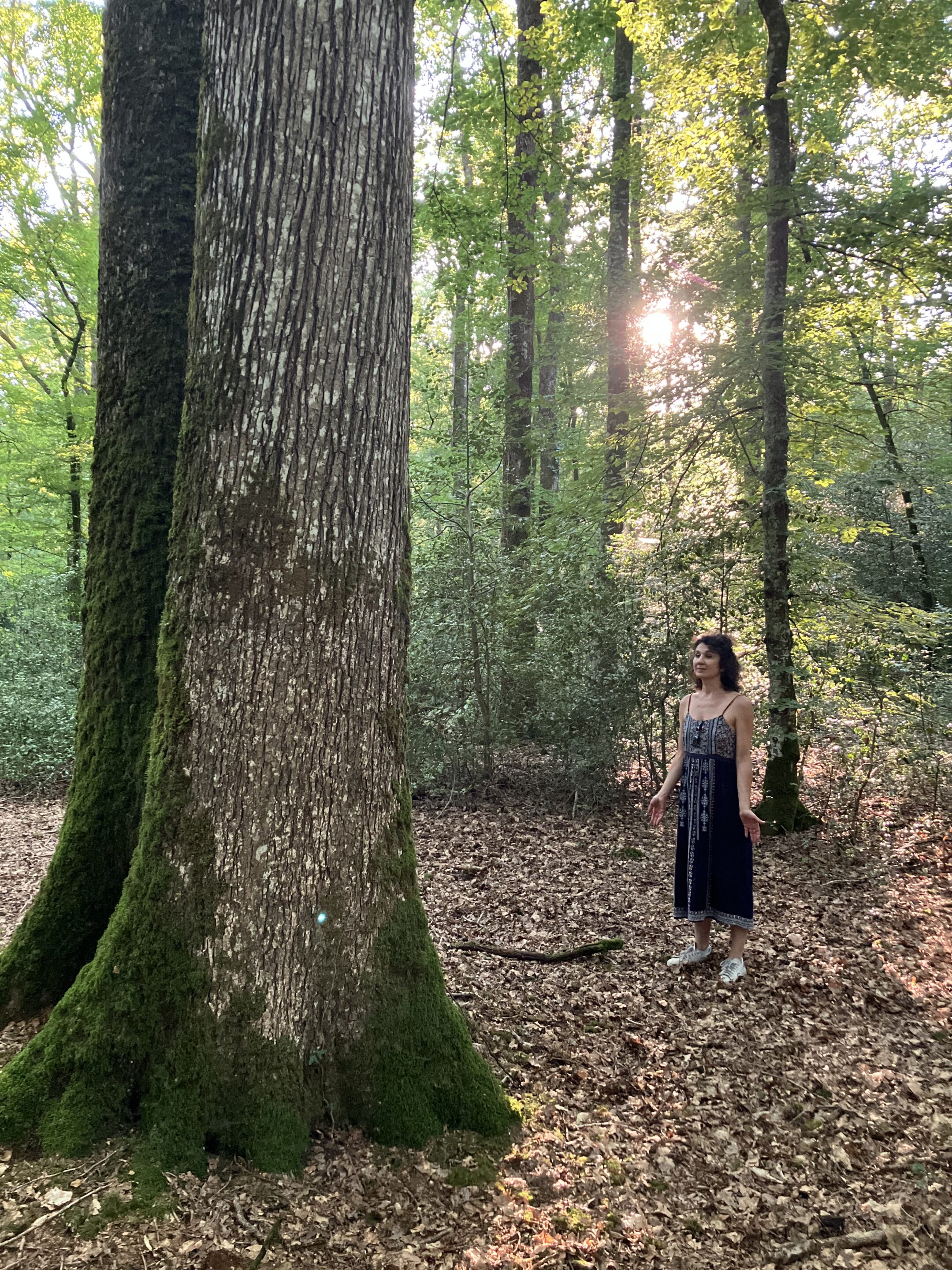 L'arbre du voyageur dans la forêt de Brocéliande